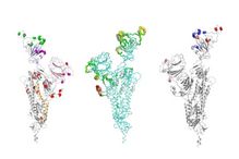 Représentation des mutations dans le variant Omicron et leur effet sur la dynamique favorisant l'état ouvert et leur potentiel d'évasion immunitaire
