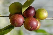 Dr. Routy's team proved that castalagin, a polyphenol contained in the Camu Camu fruit, modifies the intestinal microbiome, improving the response to immunotherapy even for cancers resistant to this type of treatment.