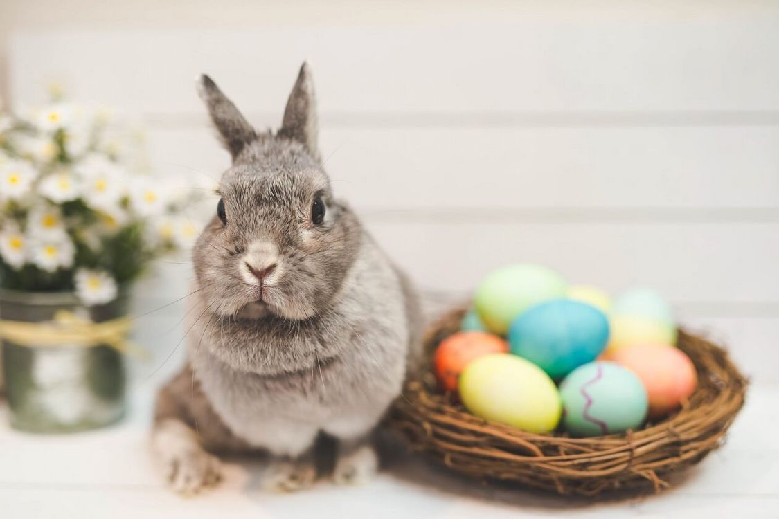 Façon de célébrer Pâques Joues potelées en peluche lapin, gris 