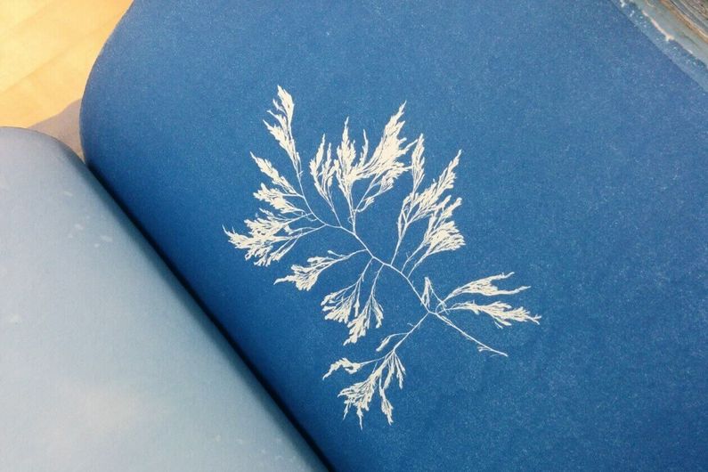 A plate from the book "British Algae: Cyanotype Impressions"