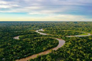 L'Amazonie est l’endroit dans le monde où le potentiel d’évolution virale est le plus grand.