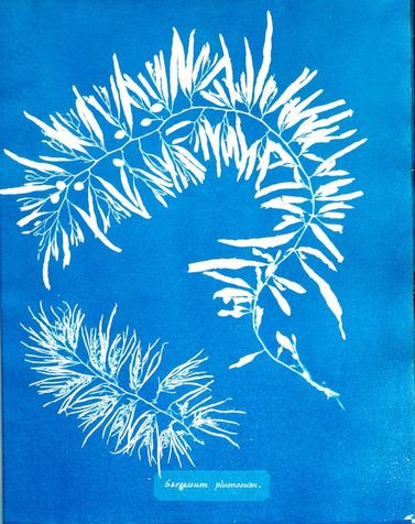 "British Algae : cyanotype impressions" d'Anna Atkins