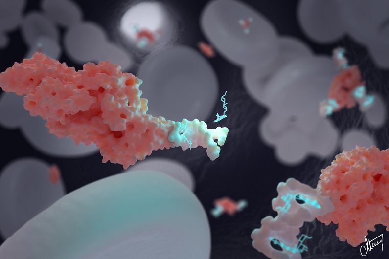 Le nanotransporteur à base d'ADN élaboré par Alexis Vallée-Bélisle et son équipe peut transporter et délivrer des concentrations précises de médicaments. Sur cette photo, les nanotransporteurs de la doxorubicine, un médicament utilisé en chimiothérapie, peuvent également être attachés à des biomolécules spécifiques pour optimiser sa distribution. Ici, on voit un nanotransporteur (blanc) attaché à l'albumine (rose), la protéine du sang la plus abondante, pour maintenir la doxorubicine (bleu clair) dans la circulation sanguine.