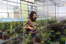 Joan Laur, associate professor in the Department of Biological Sciences, in her experimental greenhouse at the Montreal Botanical Garden.
