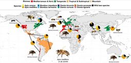 Représentation géographique des variétés d'abeilles