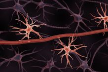 Les astrocytes, des cellules non neuronales