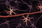 Astrocytes, a type of non-neuronal brain cell
