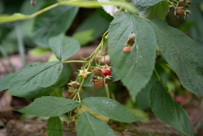 The raspberry bush is used by many Indigenous communities to preserve women's health.