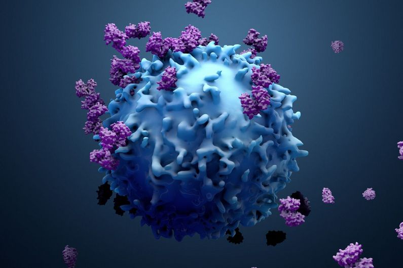 Dans le système immunitaire, les lymphocytes T CD8 sont des acteurs puissants capables de limiter les infections virales et d’éliminer les cellules cancéreuses.