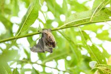 By providing a more nuanced understanding of where and how bat betacoronaviruses evolve, the research helps us identify potential hotspots for the emergence of new zoonotic diseases.