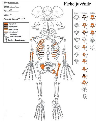 Skeletal diagram for the re-evaluation of the osteological inventory of “el niño”.