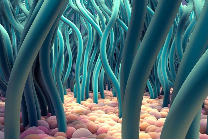 Most of the body's cells have a structure called the primary cilium, or simply, cilium. This structure acts like an antenna, responsible for detecting signals in the cell's environment.