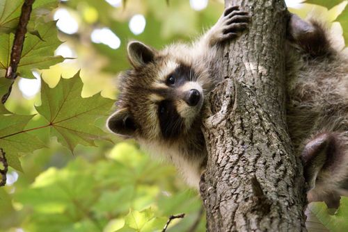 Improving rabies surveillance in wild animals