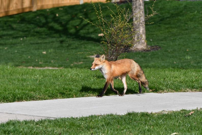 Distemper struck Berlin's urban red fox population between 2008 and 2013.