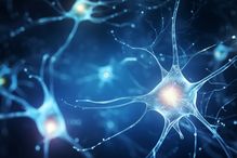 Neurons are the building blocks of the brain and the nervous system that are responsible for sending and receiving signals that control the brain and body functions.