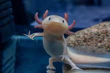 L’axolotl, une sorte de salamandre, conserve ses traits juvéniles et peut se reproduire dans son état larvaire caractérisé par des branchies.