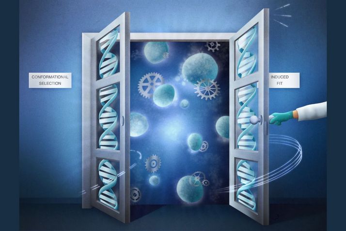 L’analogie de la porte aide à illustrer deux mécanismes biochimiques permettant d’activer les commutateurs biomoléculaires ou nanomachines à l’origine de la vie. Dans le mécanisme de la sélection conformationnelle (porte de gauche), l’absence de poignée oblige l’utilisateur ‒ la molécule activatrice ‒ à attendre l’ouverture spontanée de la porte. Dans le mécanisme de l’ajustement induit (porte de droite), la présence de la poignée permet à l’utilisateur ‒ la molécule activatrice ‒ de forcer ou provoquer l’ouverture de la porte.