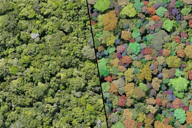 À gauche: section d’imagerie par drone obtenue pendant la finale de la compétition XPRIZE Rainforest, tenue dans la forêt amazonienne du Brésil en juillet 2024. À droite: même image, mais avec les segmentations et classifications d’arbres (couleur différente de couronne) obtenues automatiquement à l’aide de la solution d’intelligence artificielle imaginée par l’équipe. 