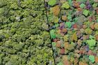 À gauche: Section d’imagerie par drone acquise pendant la finale de la compétition XPRIZE Rainforest, tenue dans la forêt amazonienne du Brésil en juillet 2024. À droite: Même image, mais avec les segmentations et classifications d’arbres (couleur différente de couronne) obtenues automatiquement à l’aide de la solution d’intelligence artificielle imaginée par l’équipe. 