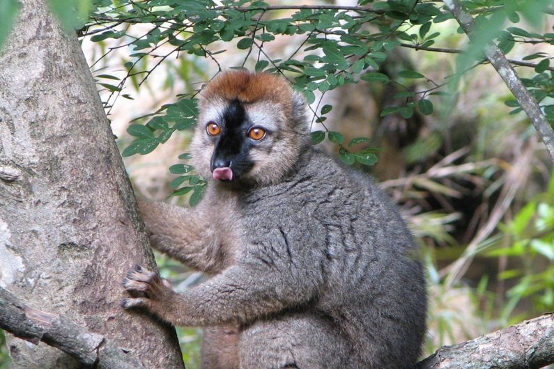 Lémurien à front roux («Eulemur rufifrons»)