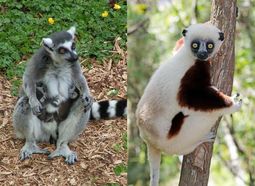 Lémur catta (Lemur catta) et Sifaka de Coquerel (Propithecus coquereli)