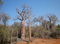 Madagascar dry spiny forest