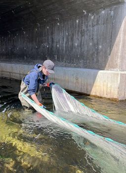 Jérémy De Bonville a lui-même pêché les poissons à l'étude, dont des spécimens d'épinoche à trois épines, à l'aide d'une seine. Pour ce faire, il devait porter des gants de protection afin d'éviter les piqûres de méduses.