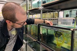 Les poissons habitués aux eaux peu profondes, comme l'épinoche à trois épines et le poisson zèbre, s’acclimatent plus rapidement aux changements de température.