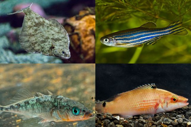 De gauche à droite: le flétan européen (Platichthys flesus), le poisson-zèbre (Danio rerio), l’épinoche à trois épines (Gasterosteus aculeatus), ainsi que le cténolabre (Ctenolabrus rupestris).