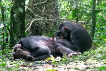 When it comes to making one's bed, there appears to a gap with chimps between the sexes: females, it seems, do it more often than males, and from a younger age. And that shows they're more independent, earlier in life.