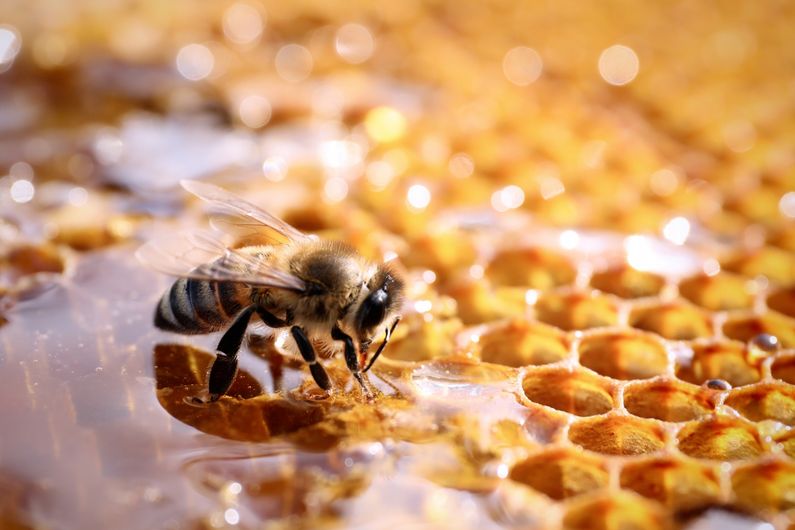 One of the most common types of medicinal honey is mānuka honey from New Zealand or Australia.