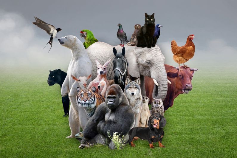 Cette étude met en lumière une forte proportion de fantasmes zoophiles dans l’échantillon étudié et souligne des liens avec d’autres attitudes problématiques et des traits de psychopathie.
