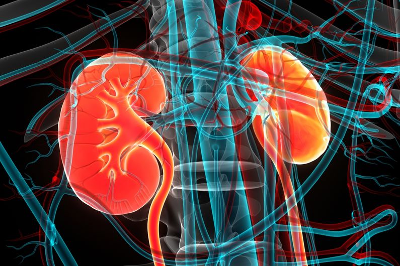 Jusqu’à maintenant, aucun biomarqueur fiable ne permettait d’évaluer l’état de santé de ces vaisseaux capillaires et d’élaborer des approches ciblées pour préserver la fonction rénale.