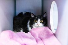 La cystite idiopathique féline est l’une des principales causes de consultations d’urgence chez le chat.