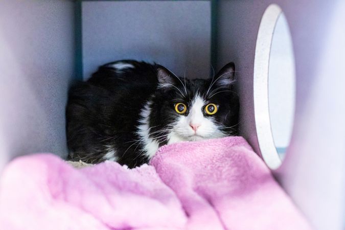 Feline idiopathic cystitis is an acute inflammation of the bladder in cats that causes painful and sometimes bloody urination.