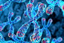 Des télomères, les «capuchons» protecteurs situés à l’extrémité des chromosomes