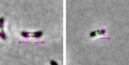 Not all bacteria grow the same way, even when they are closely related. In Caulobacter crescentus (left panel), the cell elongates from its center toward both ends (pink arrows), while in Asticcacaulis excentricus (right panel), growth occurs from the cen