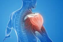 L’étude a permis de mettre en lumière un mécanisme clé par lequel ces lipides régulent la fonction des cellules souches musculaires et leur capacité à régénérer les muscles blessés.