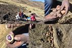En haut: Don Juan, Dona Ventura et Ingrid Hall; quelques cultivars andins. En bas: Pulpe violette cultivar andin; quelques cultivars andins.