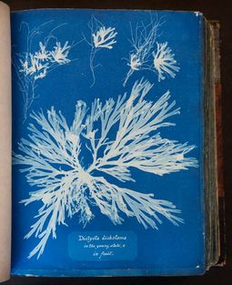British Algae: Cyanotype Impressions
