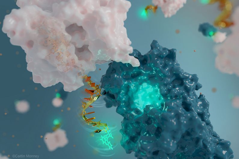 

Like a two-way radio that can both receive and transmit radio waves, the fluorescent nanoantenna designed by Alexis Vallée-Bélisle and his team receives light in one colour and depending on the protein movement it senses, then transmits light back in another colour, which we can detect. One of the main innovations of these nanoantennas is that the receiver part of the antenna (bright green) is also employed to sense the molecular surface of the protein studied via molecular interaction.
