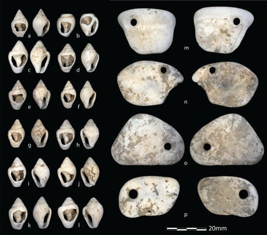 Some ornaments found at the burial site of ‘Neve’ in Liguria, Italy: beads made from shells of the marine snail Columbella rustica (a to l) and pierced pendants made from the sea clam Glycmeris sp. (m to p)