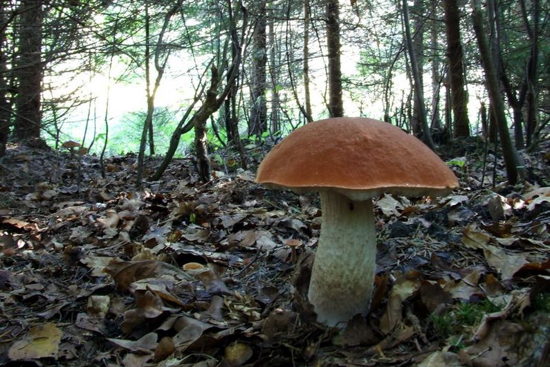 Le bolet orangé («Leccinum aurantiacum») est un champignon de type ectomycorhizien.