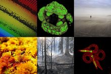Les six images finalistes des chercheurs et chercheuses de l'Université de Montréal