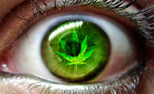4917-cannabis-vision.jpg