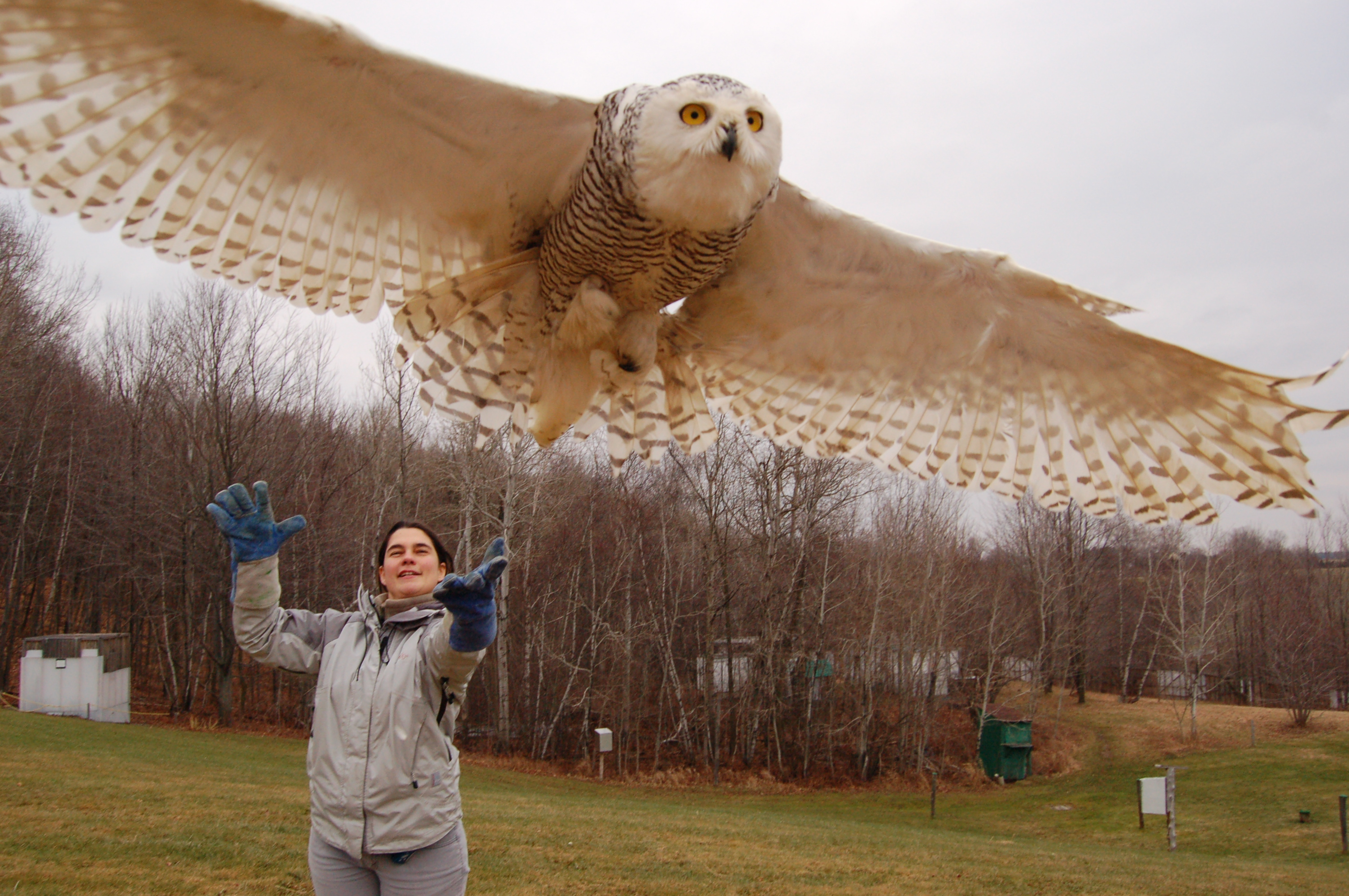 Un harfang des neiges relâché à la Clinique des oiseaux de proie.