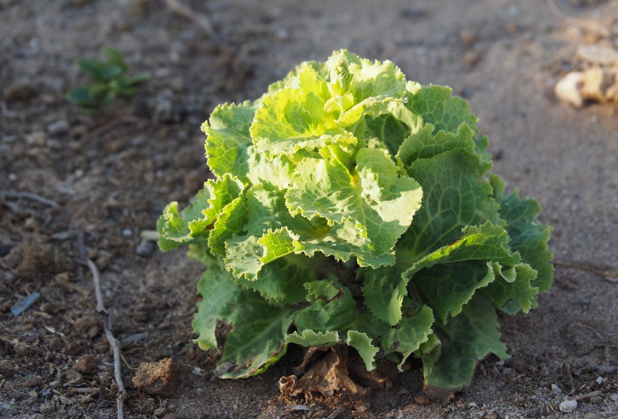 Le Programme alimentaire mondial appuie la production de fruits et légumes frais malgré la sécheresse dans la commune d'Itampolo, dans le sud de Madagascar.