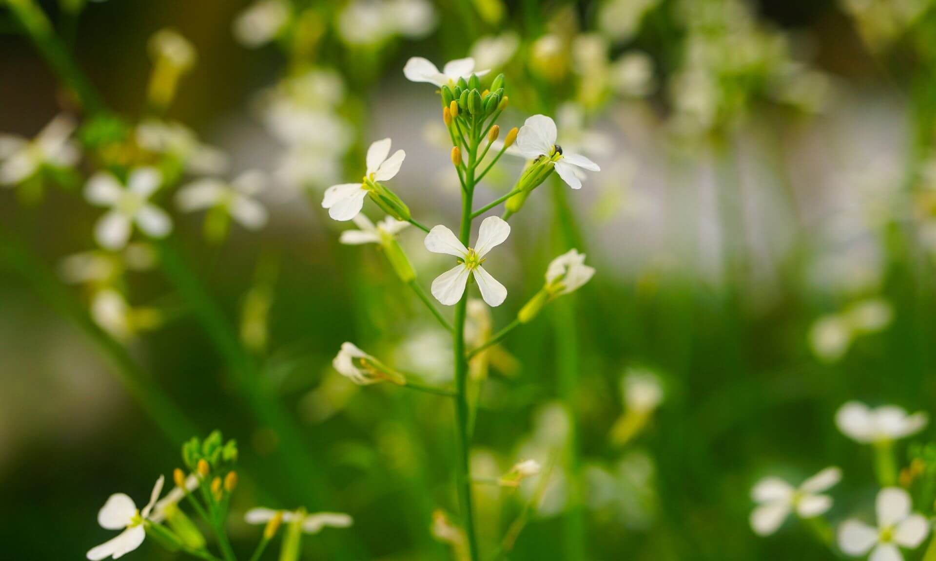 Arabidopsis thaliana est un organisme modèle utilisé fréquemment en biologie végétale et en génétique.