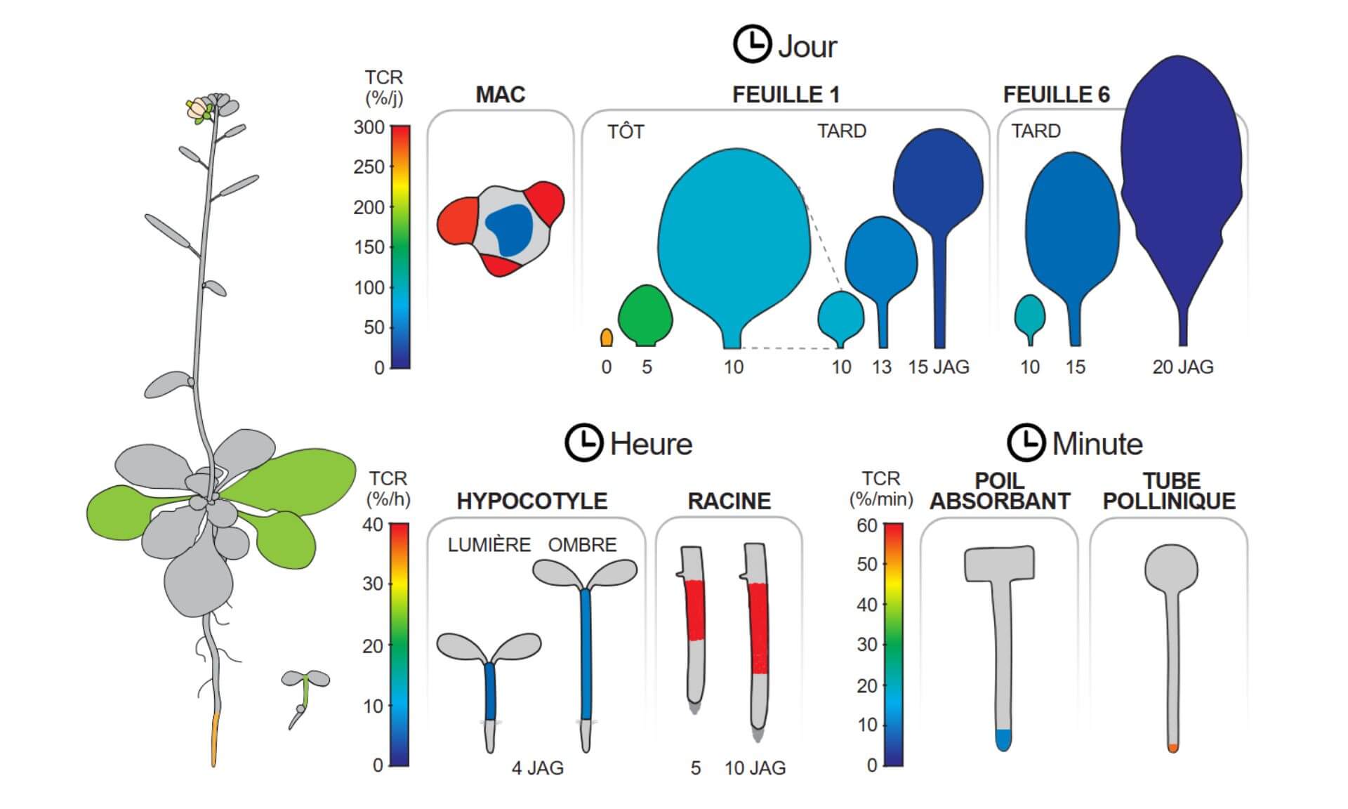 Atlas de croissance des organes d'Arabiodpsis thaliana, à différents stades de développement