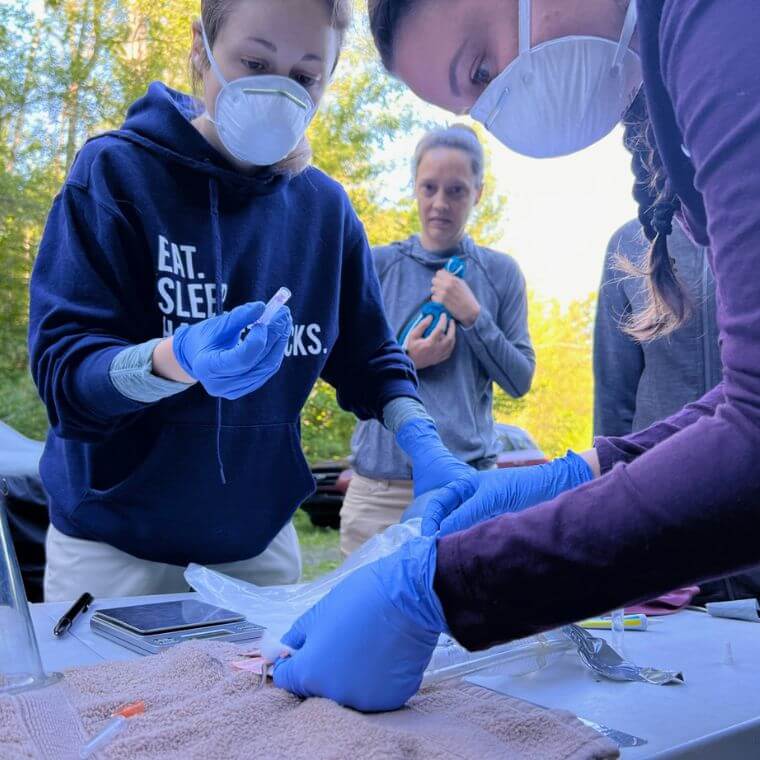 Durant les étés 2022 et 2023, Raphaëlle Audet-Legault et son équipe ont capturé 547 petits mammifères, dans huit secteurs forestiers de Bromont. Chaque animal a été examiné minutieusement pour en extraire les tiques. 